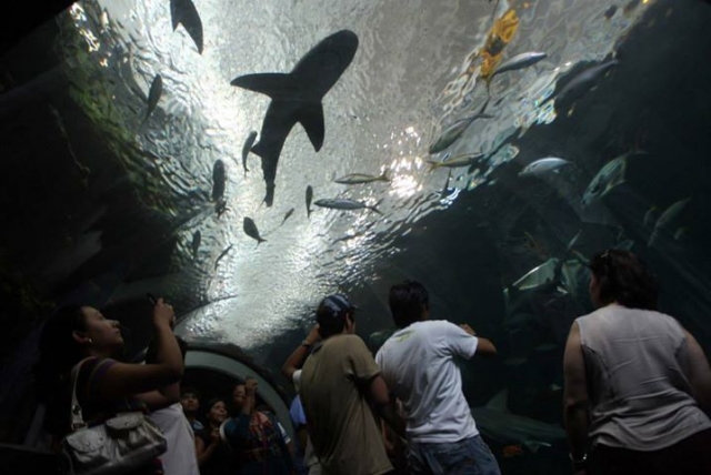Veracruz Aquarium 